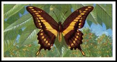 48 Papilio thoas